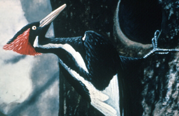 Ivory-billed Woodpecker, Arthur A. Allen