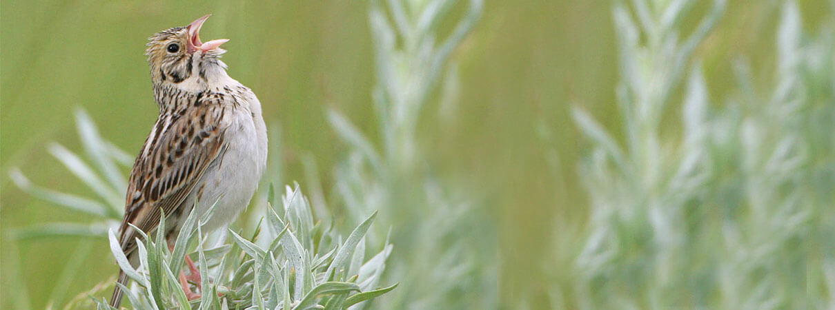Baird's Sparrow is one of several prairie birds impacted by ABC's conservation work. Photo by John Carlson