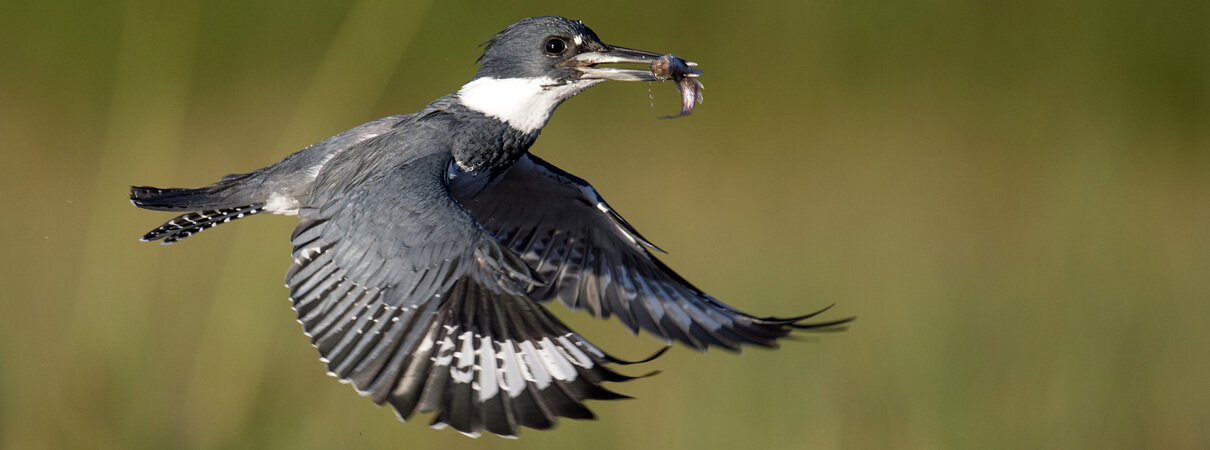 Belted Kingfisher male with prey_Ray Hennessy, Shutterstock