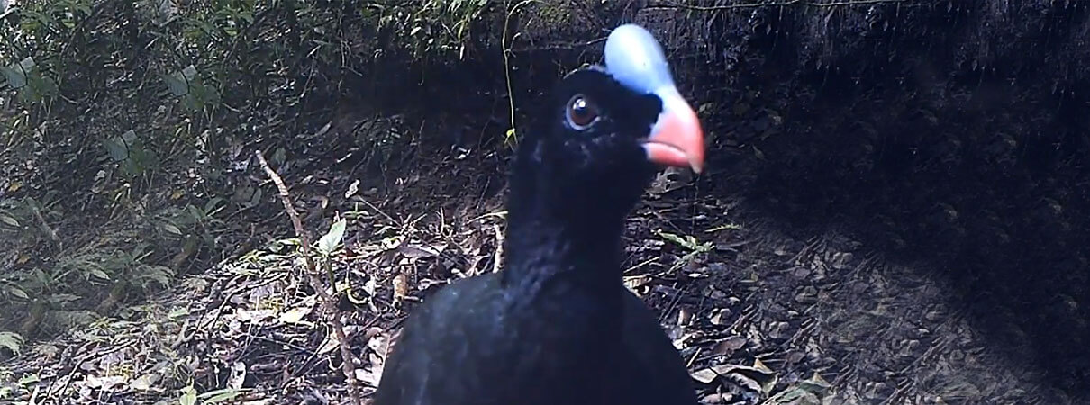 Sira Curassow. Photo by Exploration Sira