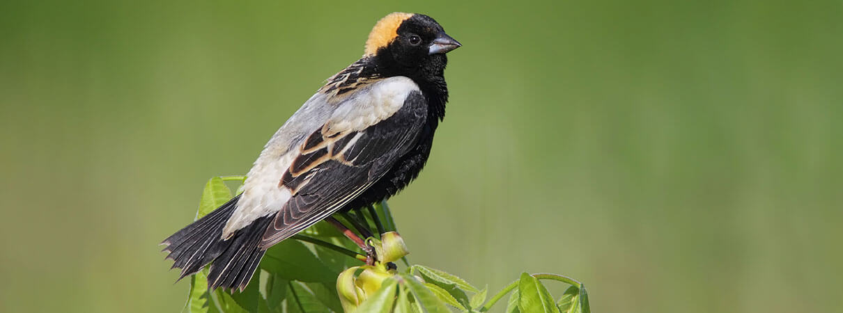 The Bobolink's population decline may be linked to the prevalence of insecticides, including neonics, on agricultural crops. Photo by Dan Behm