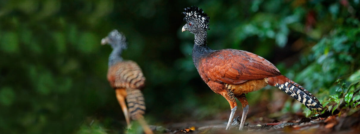 Iconic Birds Thrive in Regenerating Costa Rican Forest