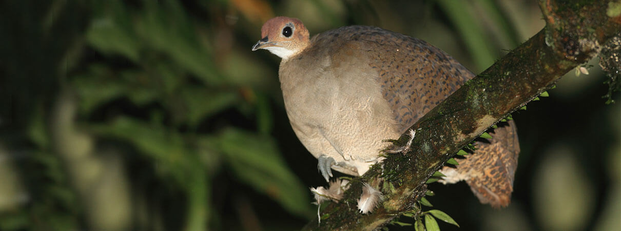 Great Tinamou. Photo by feathercollector/Shutterstock