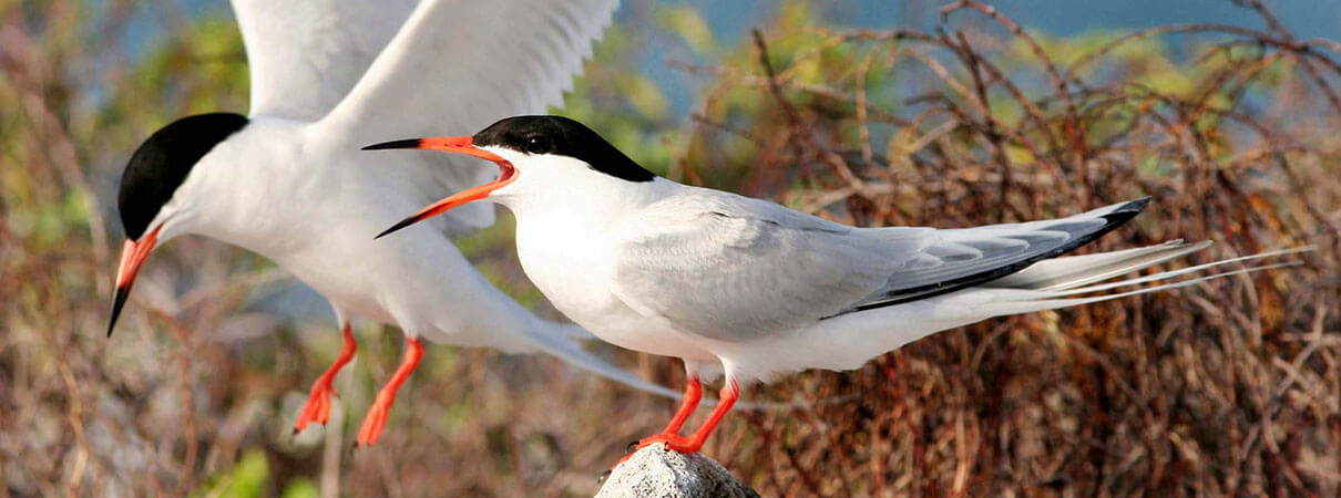 Roseate Terns. Photo by Alcides Morales