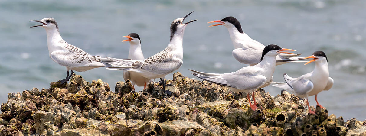 Adult and Juvenile Roseate Terns. Photo by Earnest Tse