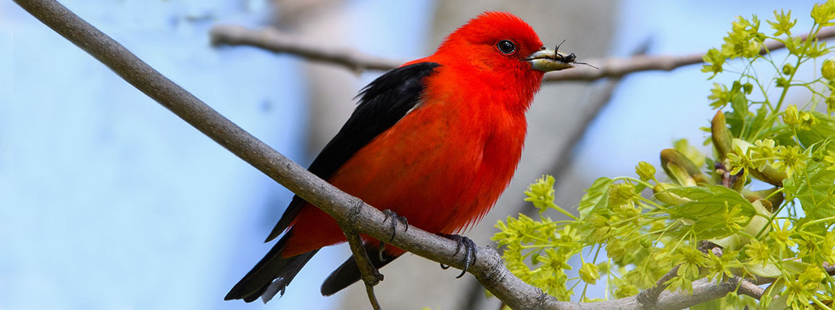 Scarlet Tanager. Photo by FotoRequest/Shutterstock