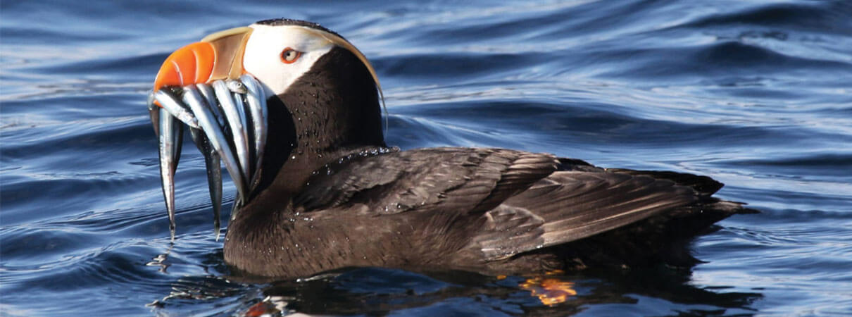 Tufted Puffin. Photo by Robin Corcoran