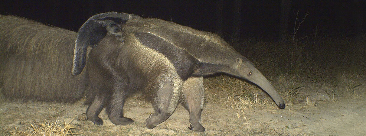 Giant Anteater. Photo by Asociación Armonía/Glasgow University