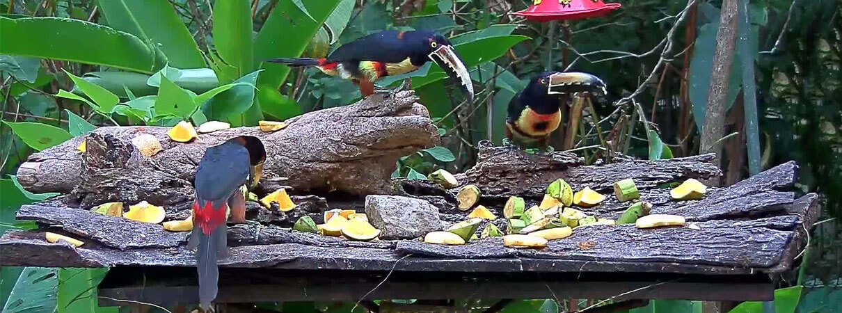 Collared Aracaris. Photo by Canopy Lodge, Panama