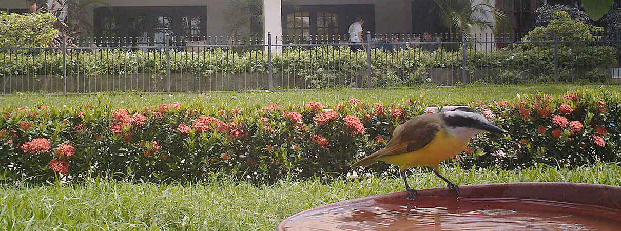 Great Kiskadee. Photo by Thomas Youth