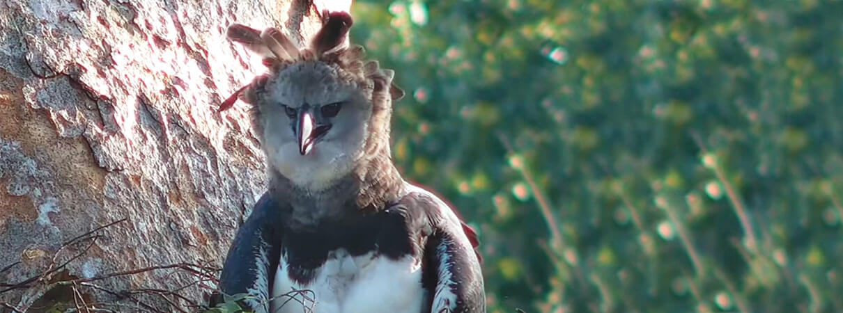 Harpy Eagle. Photo by Rainforest Expeditions