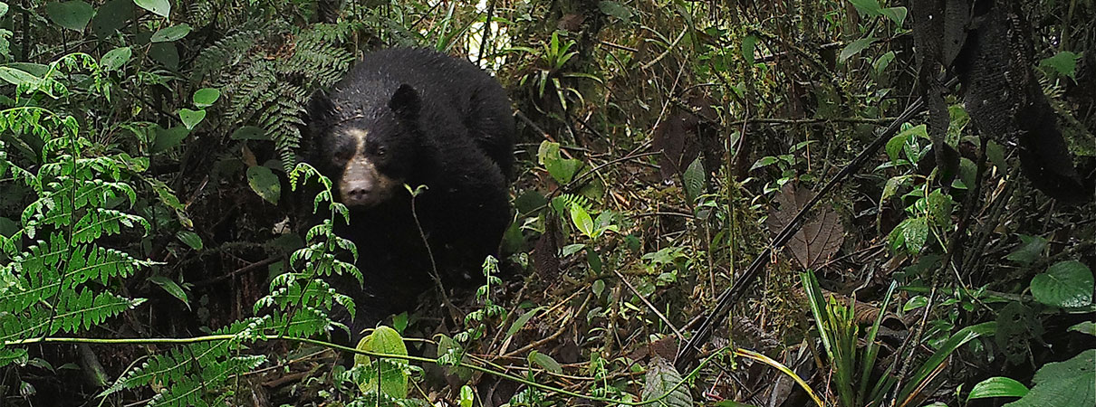 Spectacled Bear. Photo by Fundación Jocotoco