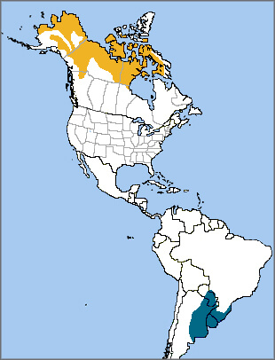 American Golden-Plover map, NatureServe