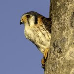 American Kestrel in nest cavity. Photo by Owen Deutsch, owendeutsch.com