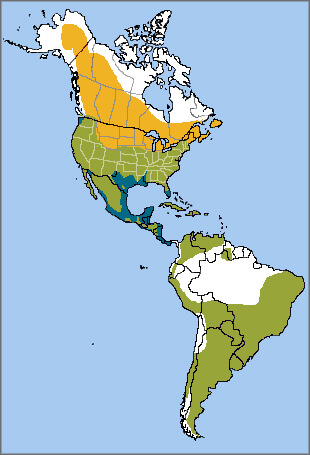 American Kestrel range map, NatureServe