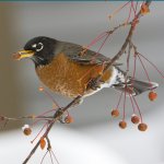 American Robin by Larry Master, masterimages.org