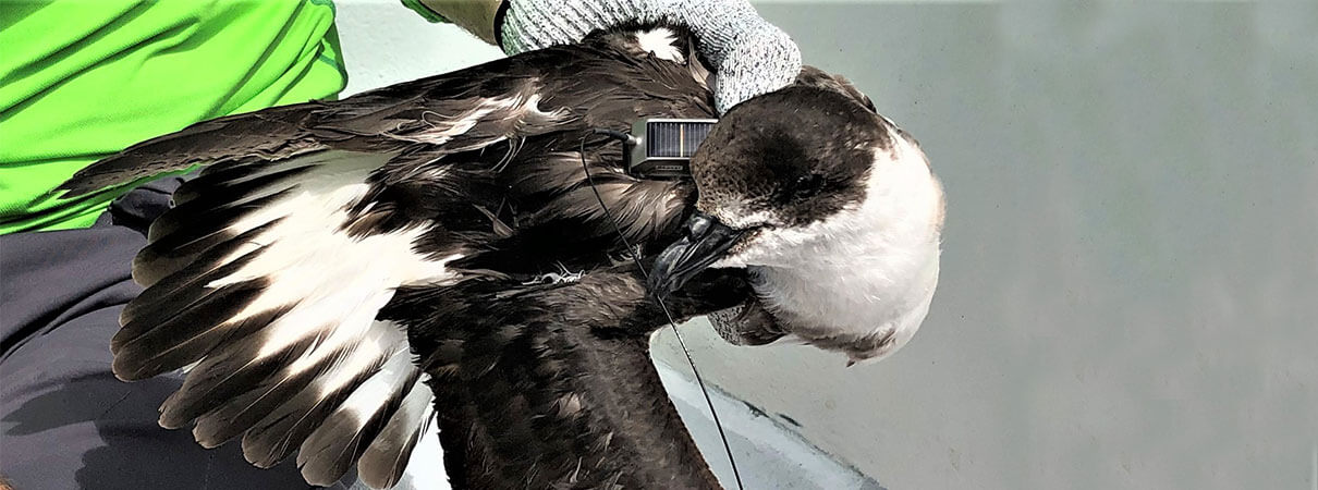 Black-capped Petrel with transmitter. Photo by Daniel Lebbin