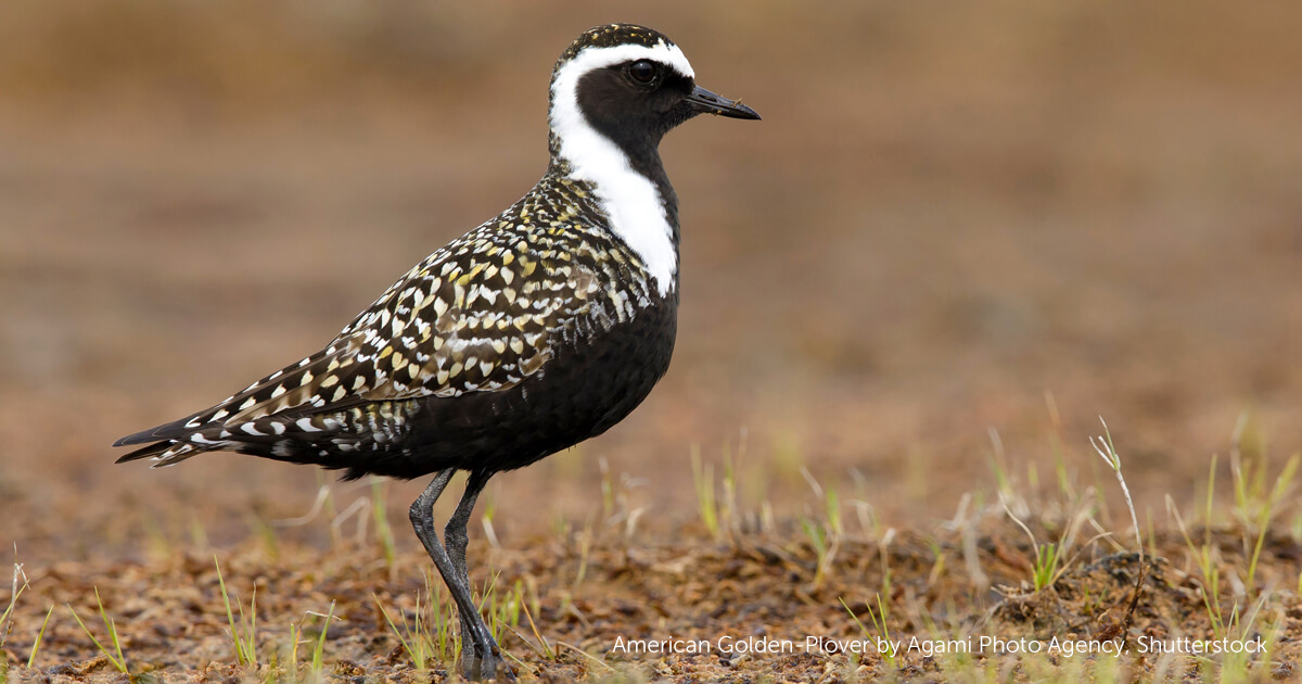 american golden plover migration map