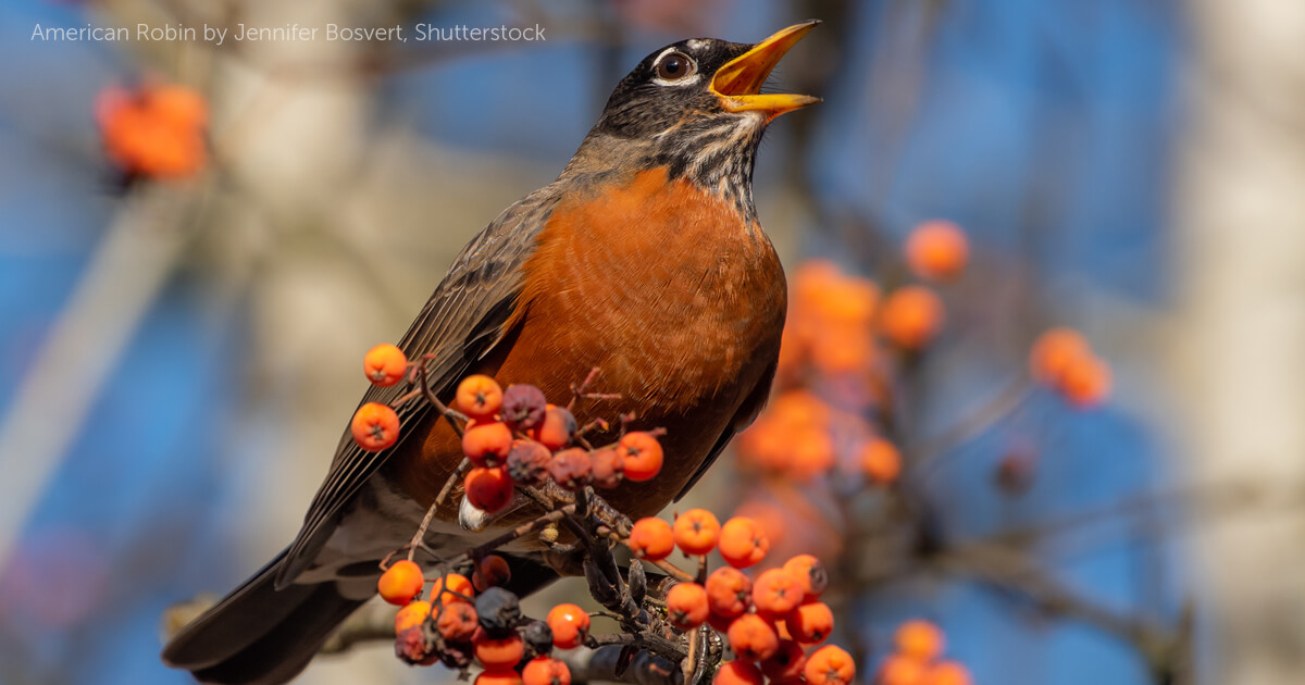 American Robin - Song Of America