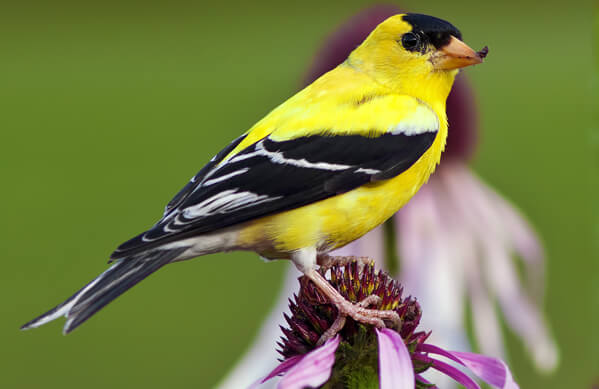 an Goldfinch, Brandon Alms, Shutterstock