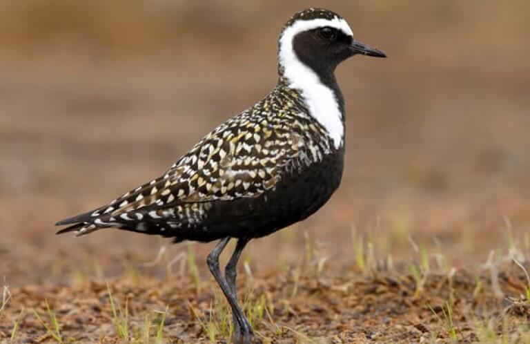 American Golden-Plover by Agami Photo Agency, Shutterstock