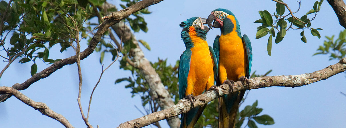 Blue-throated Macaw pair. Photo by Daniel Alarcon