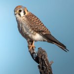 Female American Kestrel. Photo by Jesus Octavio Gamez, Shutterstock