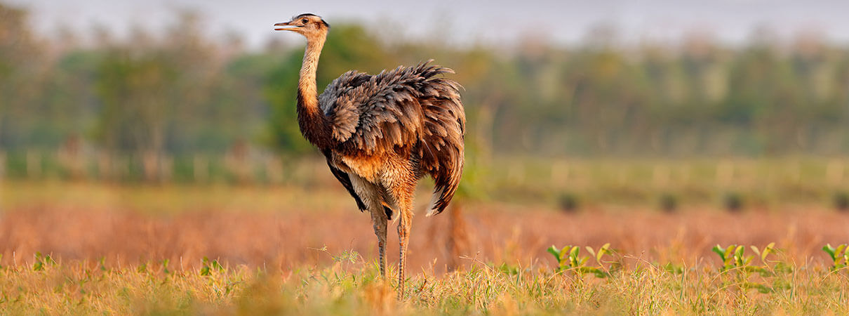 The Greater Rhea is, by weight, the largest bird in the Western Hemisphere. Photo by Ondrej Prosicky/Shutterstock