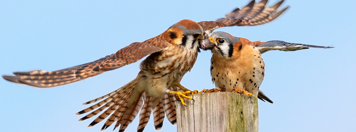 American Kestrel American Bird Conservancy - 