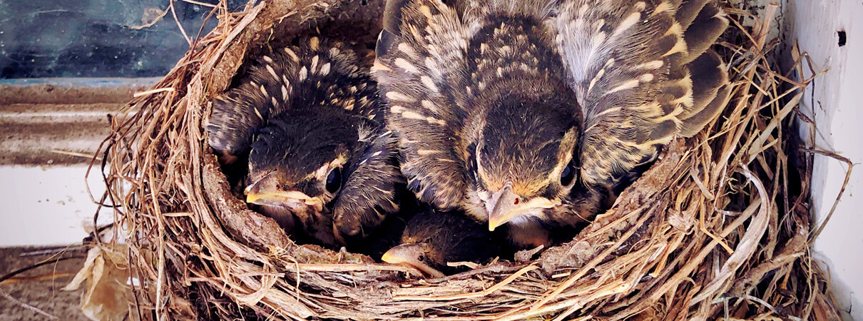 American Robin chicks in nest, Shanshan0312, Shutterstock