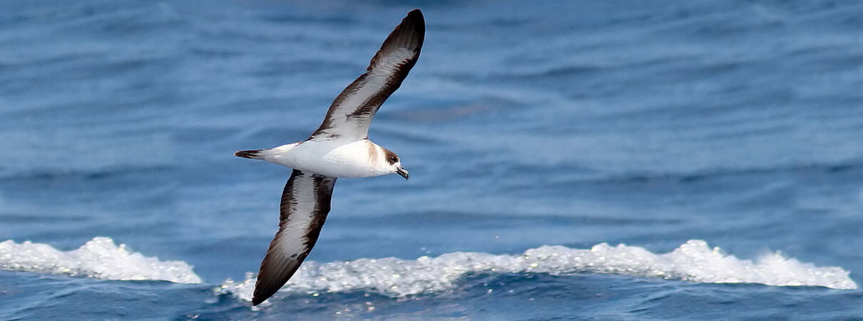 Black-capped Petrel. Photo by Alfred Yan