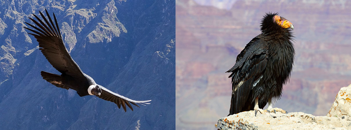 Left: Andean Condor is the largest land bird in South America. Photo by Vadim Ozz/Shutterstock Right: The California Condor is largest land bird in North America. Photo by kojihirano/Shutterstock