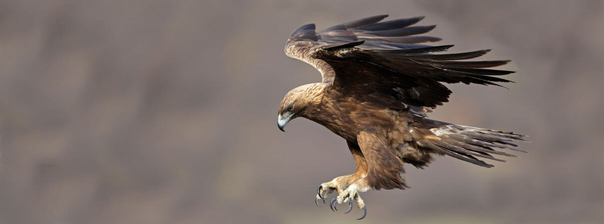 The Golden Eagle is the largest bird of prey in North America. Photo by Emil Enchev/Alamay Stock Photo