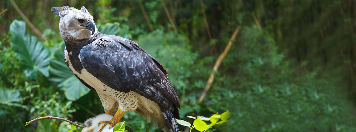 The Harpy Eagle is the largest bird of prey in the Americas. Photo by Chepe Nicoli/Shutterstock