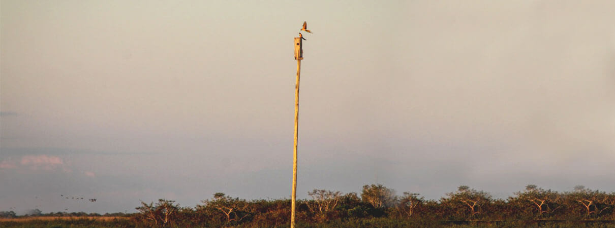 Blue-throated Macaws at nest box. Photo by Tjalle Boorsma