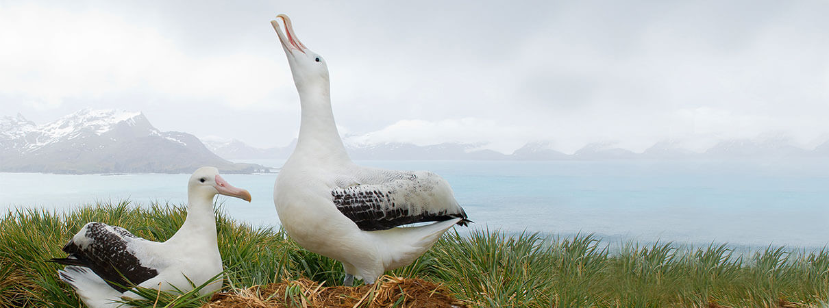 The Wandering Albatross is the largest seabird in the world. Photo by MZPHOTO.CZ/Shutterstock