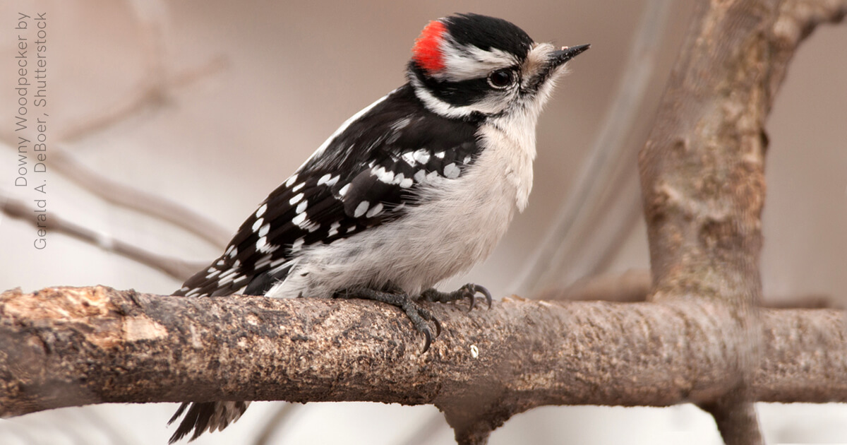Downy Woodpecker, Gerald A. DeBoer, Shutterstock