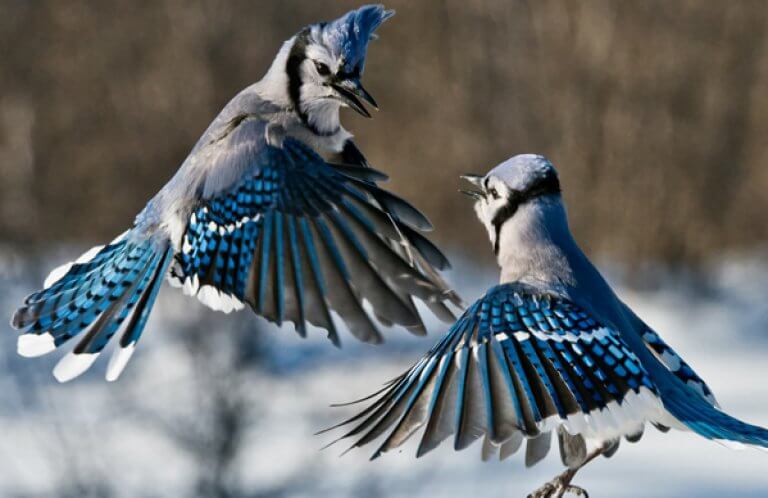Blue Jays, Michael Cummings, Shutterstock