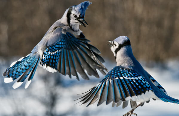 Blue Jays, Michael Cummings, Shutterstock