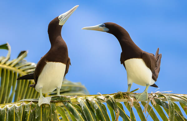 Brown Booby, Pascale Gueret, Shutterstock