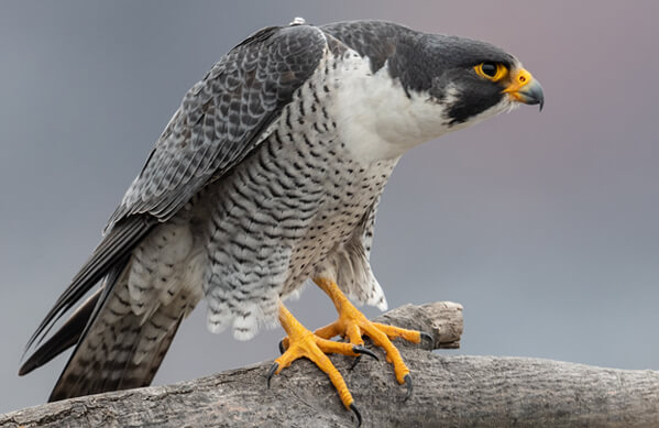 Peregrine Falcon, Collins93, Shutterstock