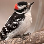 Downy Woodpecker by Gerald A. DeBoer, Shutterstock