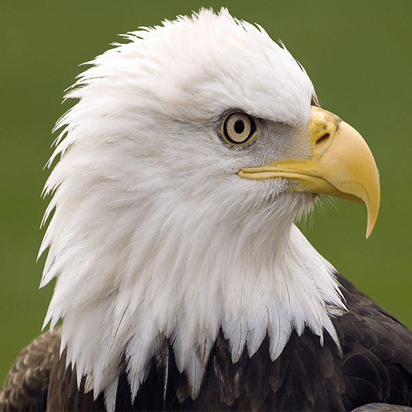 Endangered Species Act Rules Put At-risk Birds in Jeopardy - American ...