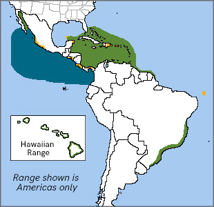Brown Booby range map, ABC