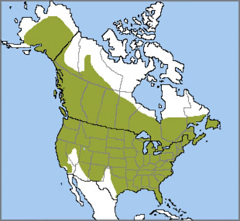 Downy Woodpecker - American Bird Conservancy