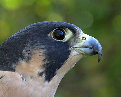  Peregrine Falcon close-up showing tomial tooth and tubercle, Greg Hume