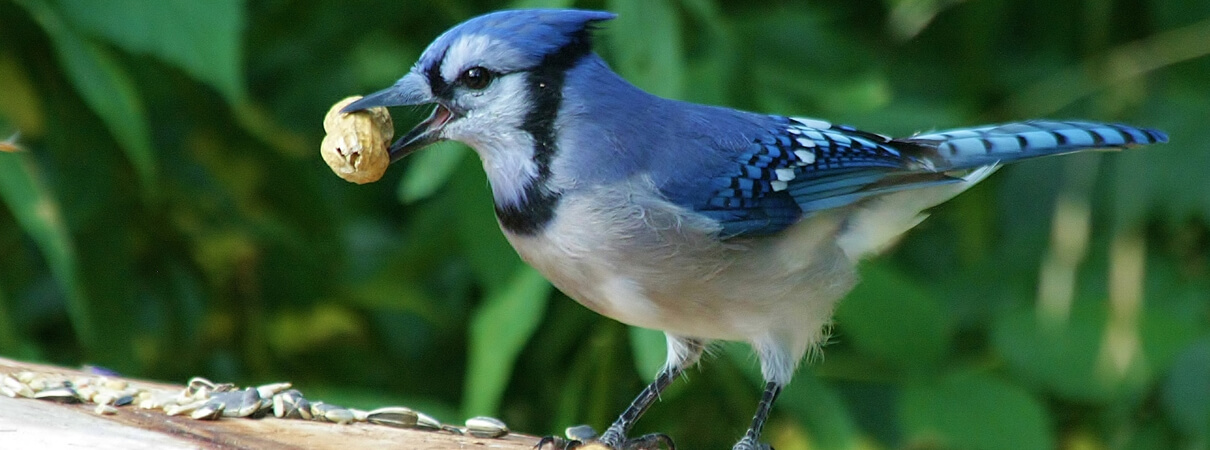 Blue Jay with peanut, JPetch15, Shutterstock