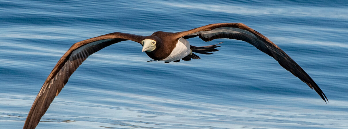 Brown Booby in flight, Andrea Izzotti, Shutterstock