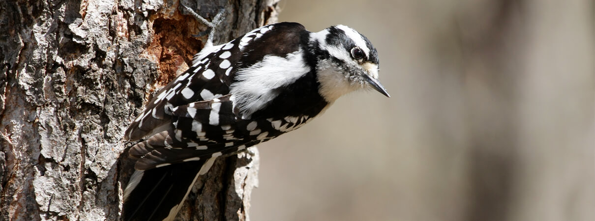 Downy Woodpecker female, Ron Rowan Photography, Shutterstock