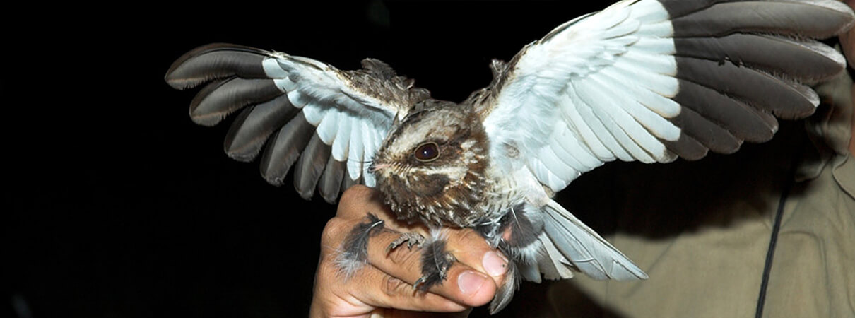 Male White-winged Nightjar in hand, Brazil-2005, Scanbird Travel